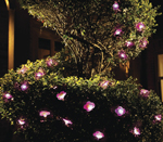 10 Outdoor Pink String Lights