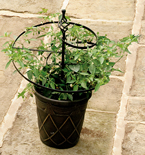 Climbing Plant Support -  50cm tall