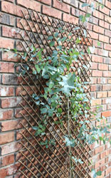 Expandable trellis